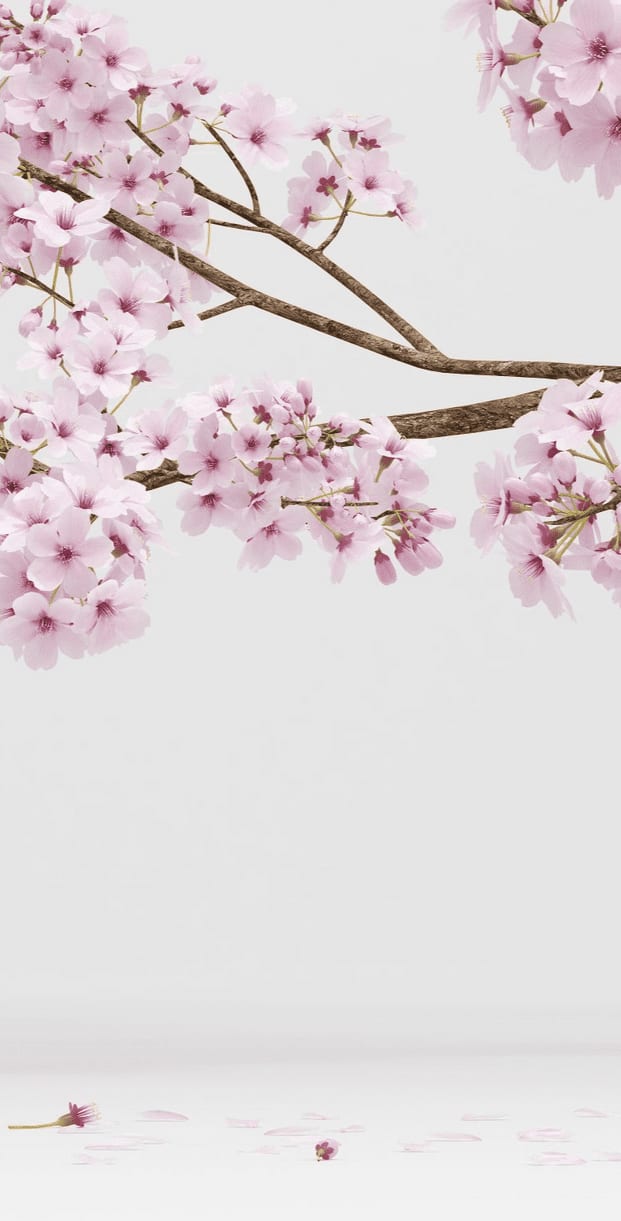 natural-face.ch gallery image 3