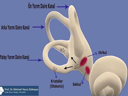 Prof.Dr.Mehmet Yavuz Sütbeyaz gallery image 1