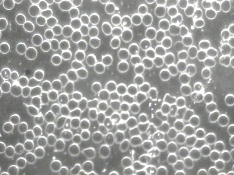 Specijalistička ordinacija za bolesti uha, grla i nosa Orlland gallery image 4