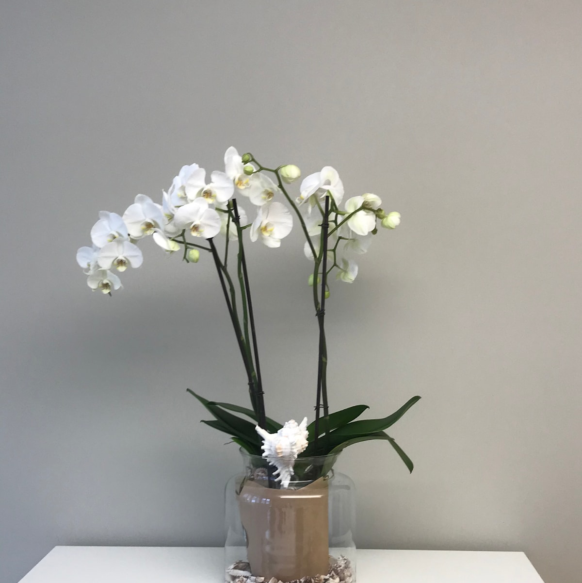 Dr Ali Modarressi gallery image 6