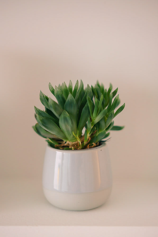 Élu Cosmetics gallery image 7