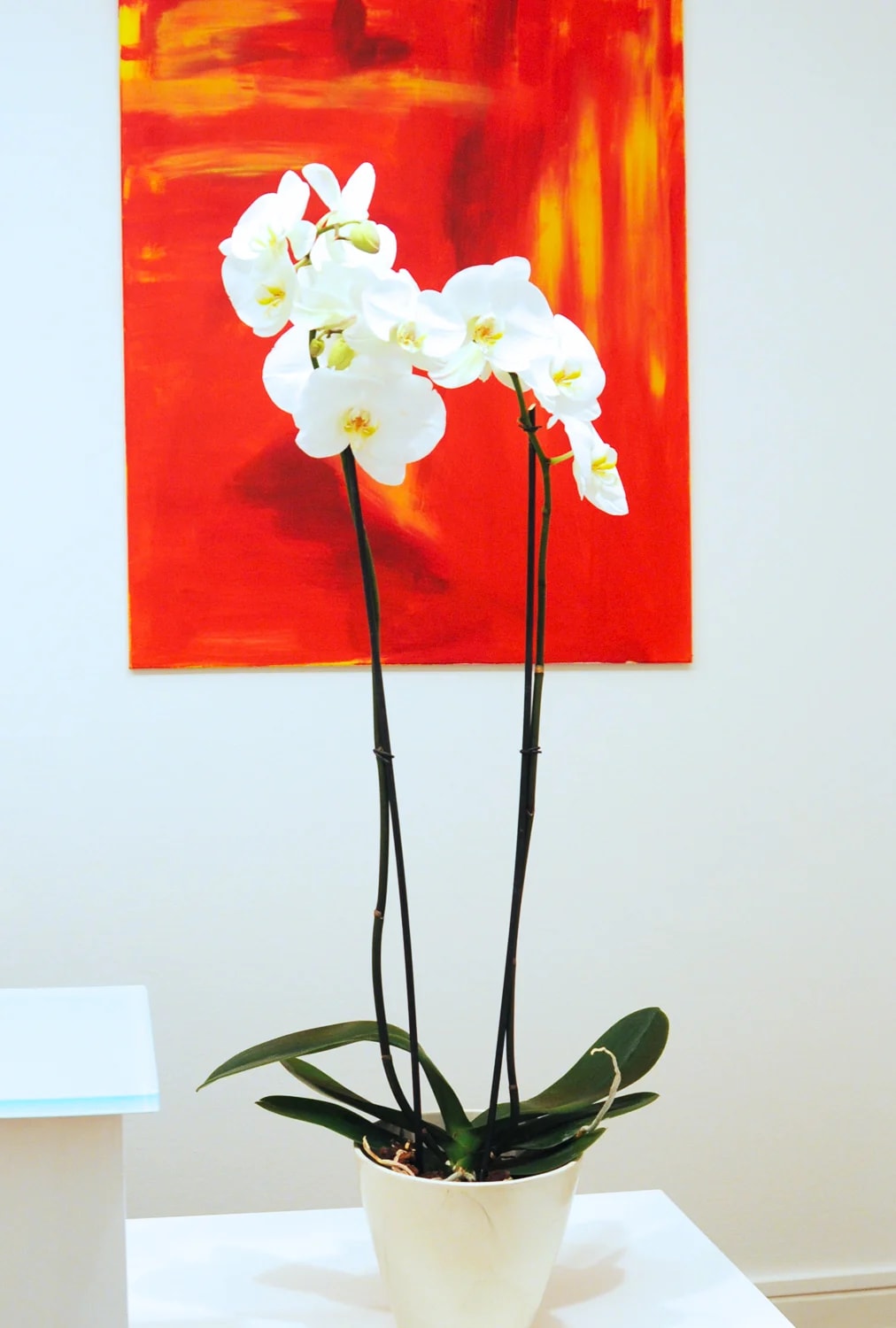 Mr. Dr.med.dent. Luca Rodoni gallery image 8