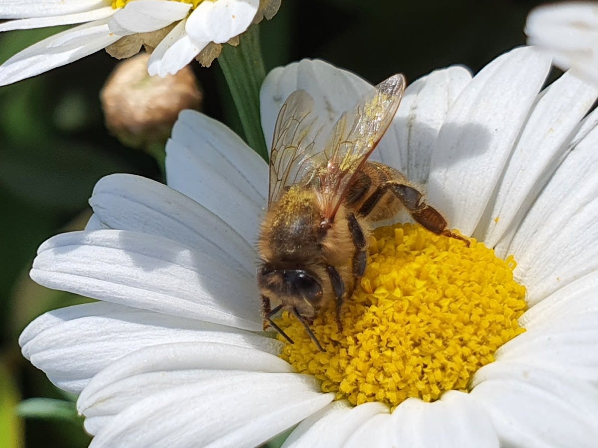 PHYTOSANTE - Phytosan nature Sàrl gallery image 5