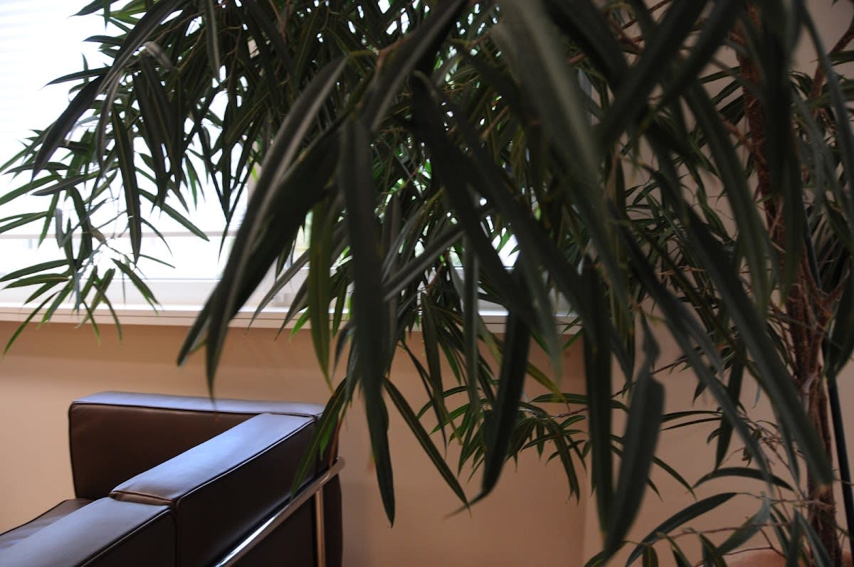 Dr. Roberto Antenna gallery image 4