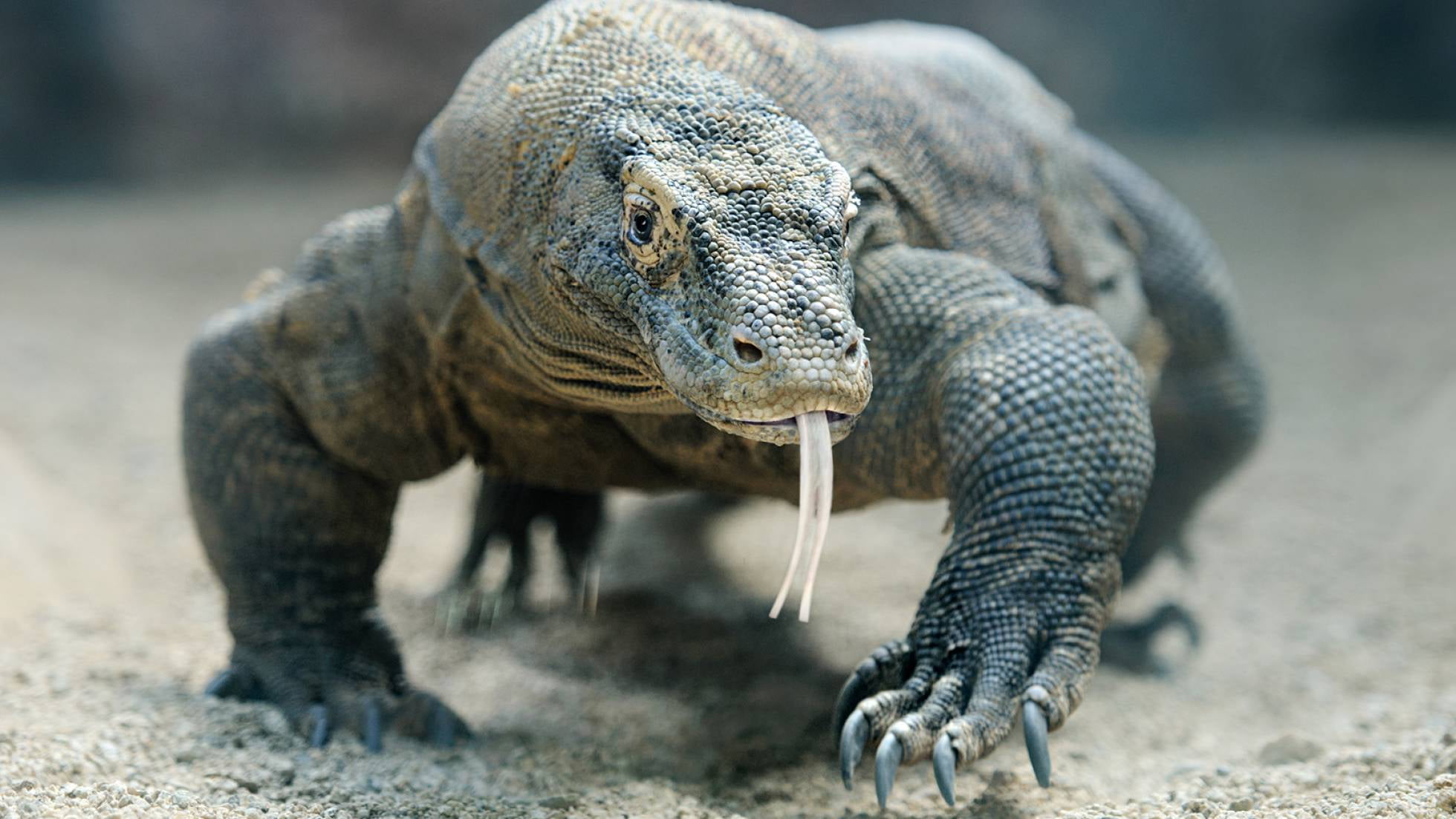 Animal Of The Week