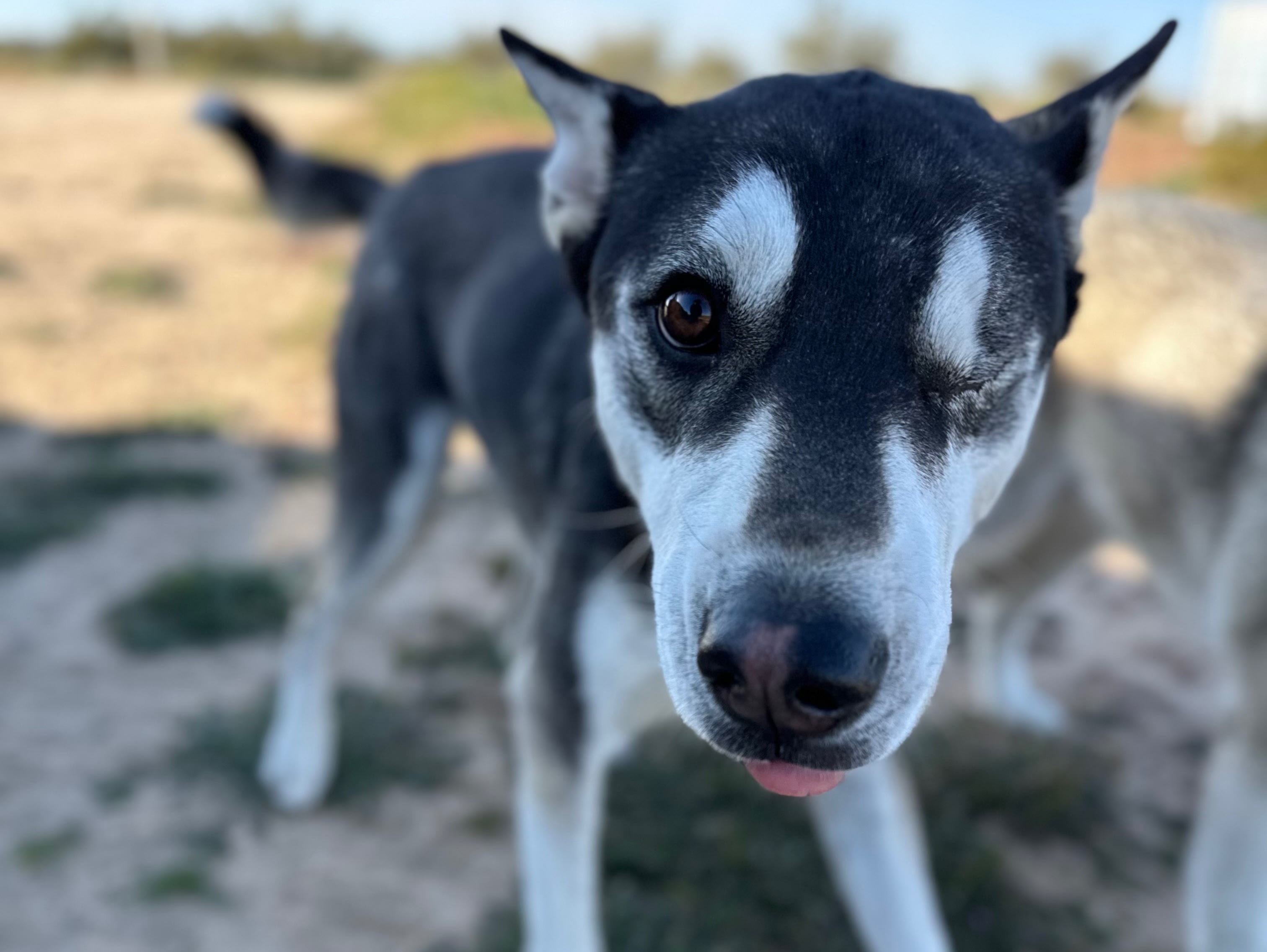 Nibbler the One-Eyed Husky
