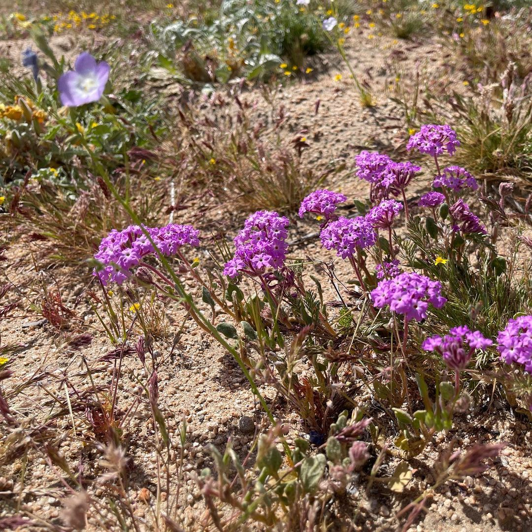 Pollinator Gardens