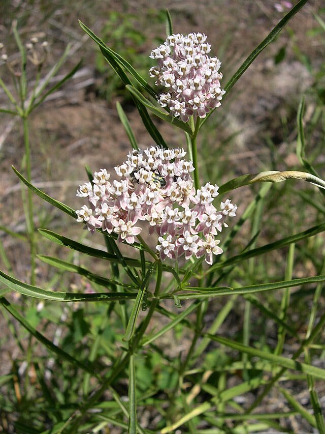 Narrow Leaf Milkweed