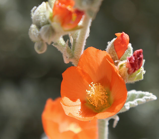 Apricot Mallow