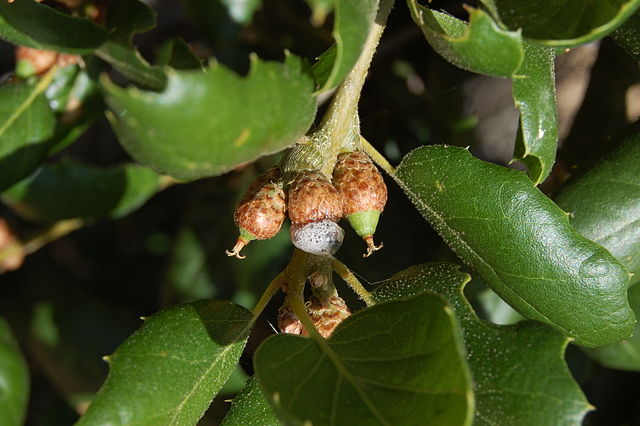 Coast Live Oak