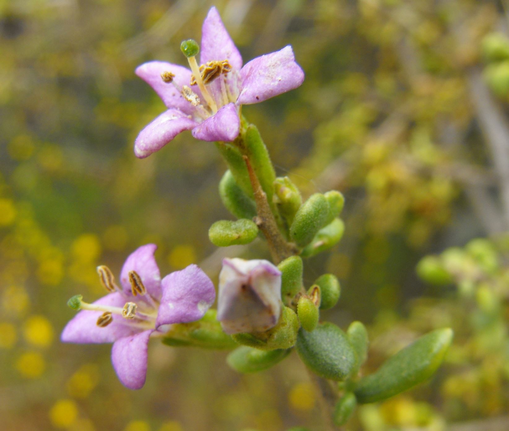 Desert Thorn