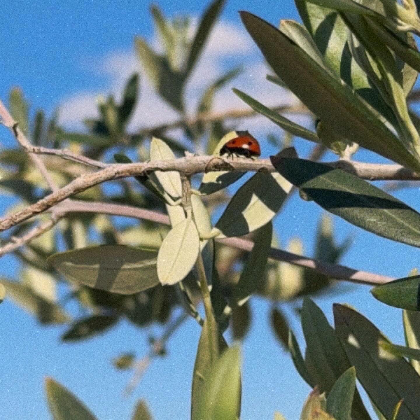 Ladybug on an Olive Tree from A Tiny Forest In The Desert