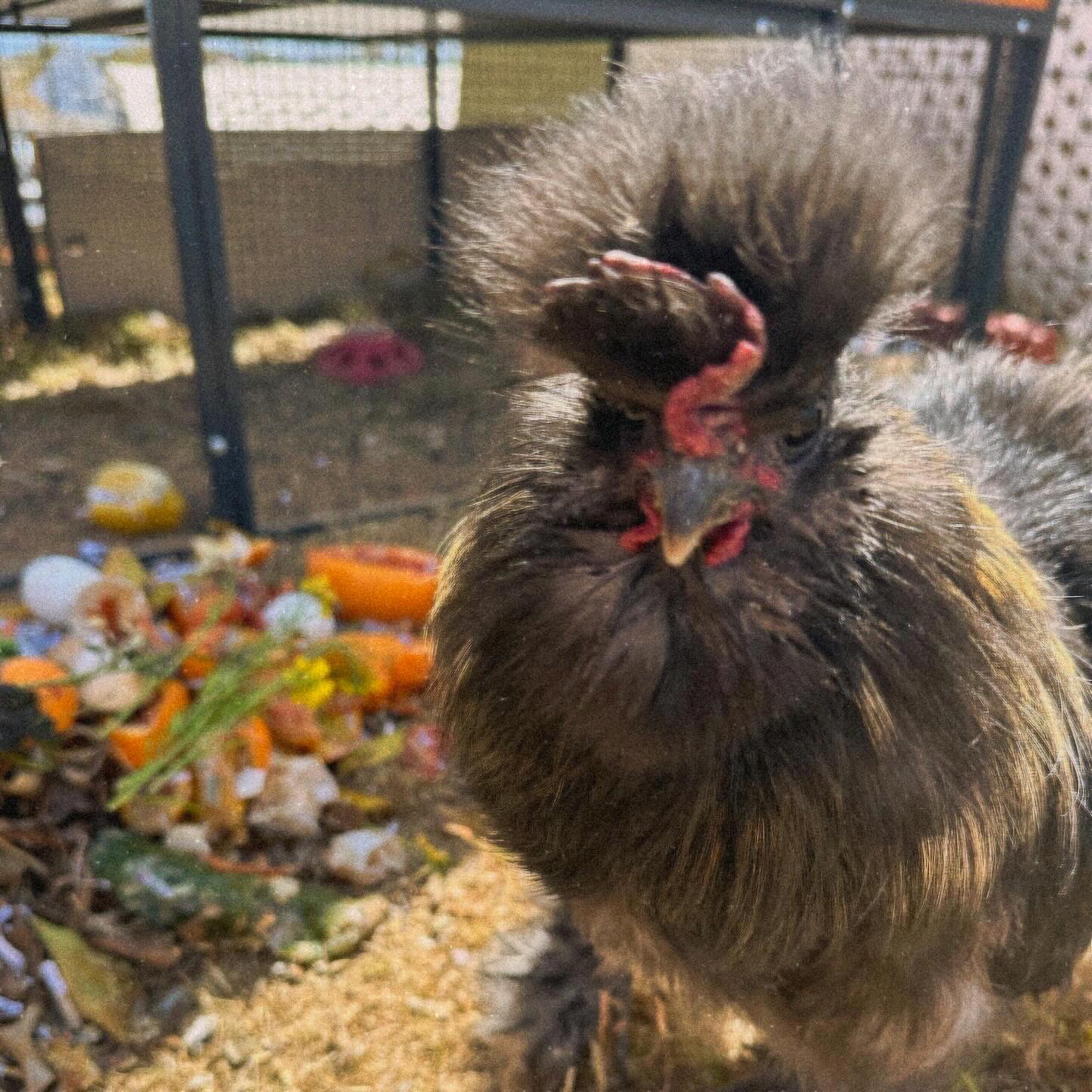 Rooster Rescue Bachelor Flock