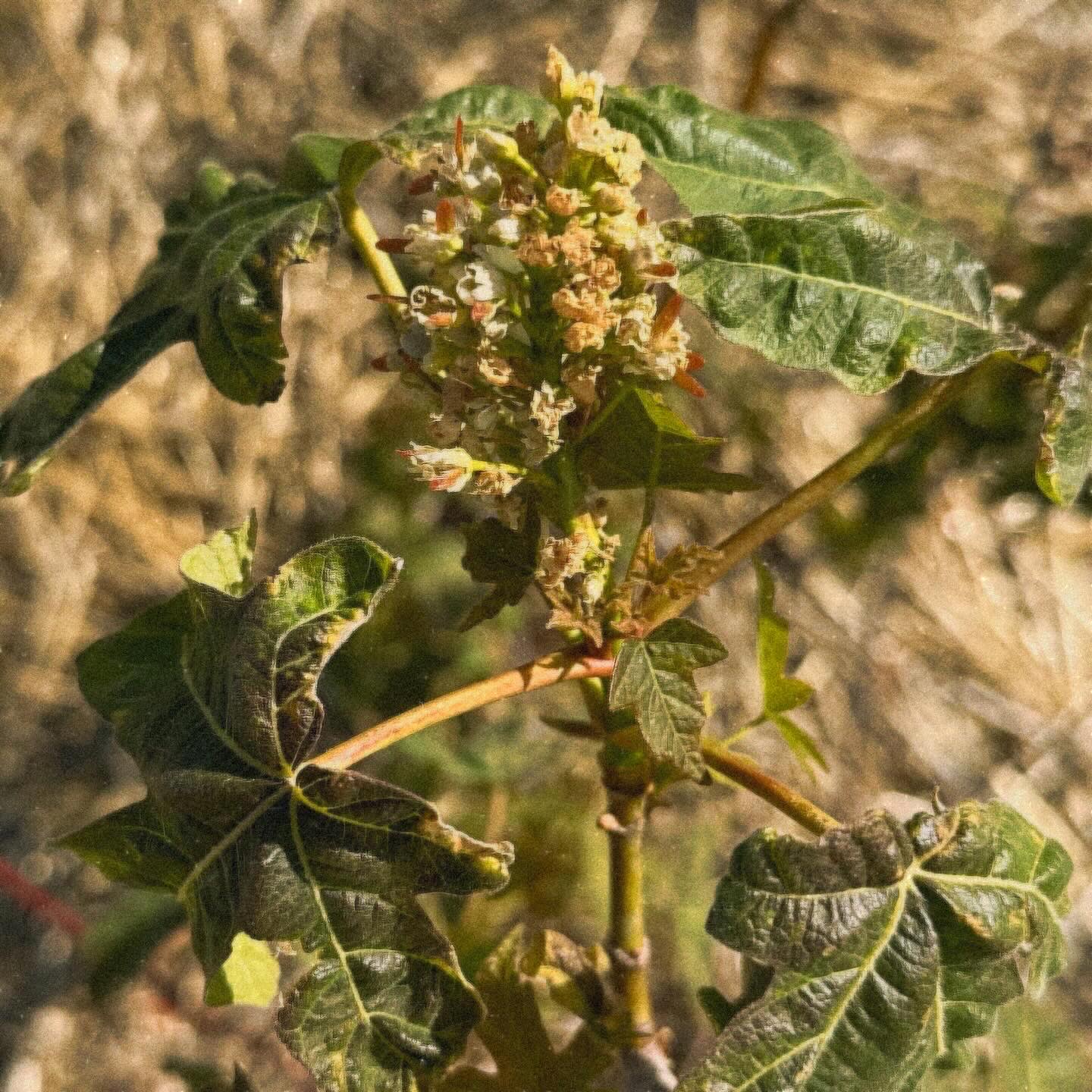 Flowering Big-Leaf Maple from A Tiny Forest In The Desert