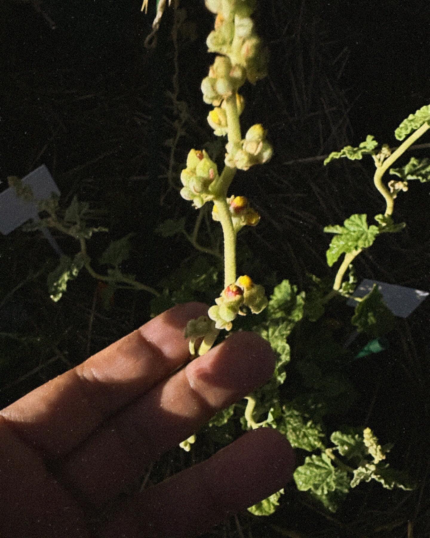 Plants Budding in the Tiny Forest In The Desert