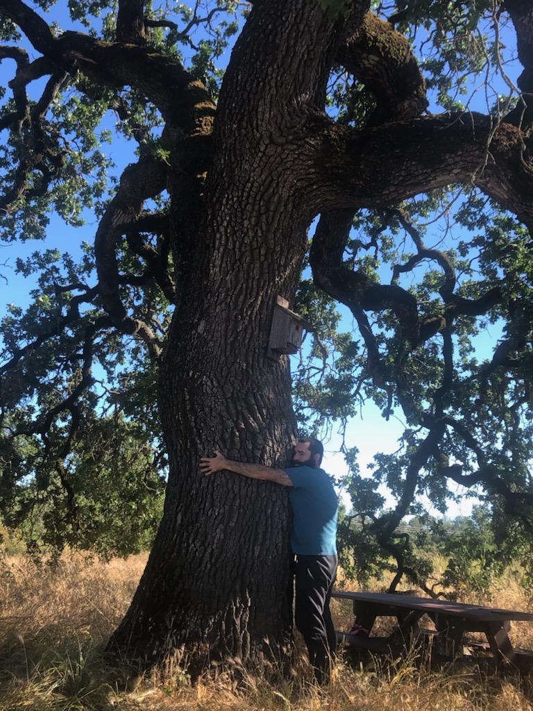 Oshri Liron Hakak hugging an oak tree.