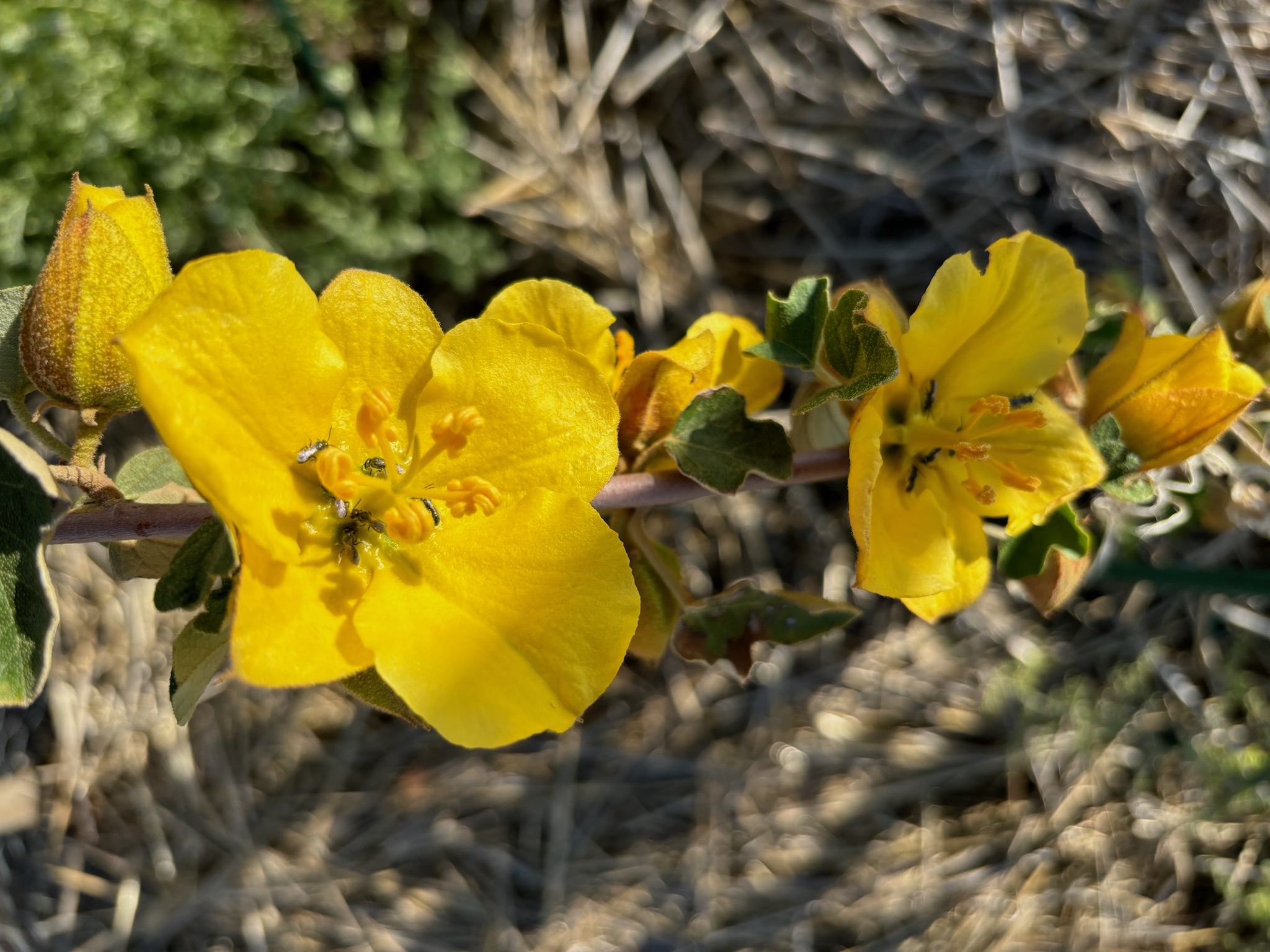 Close up of the Tiny Forest in the Desert