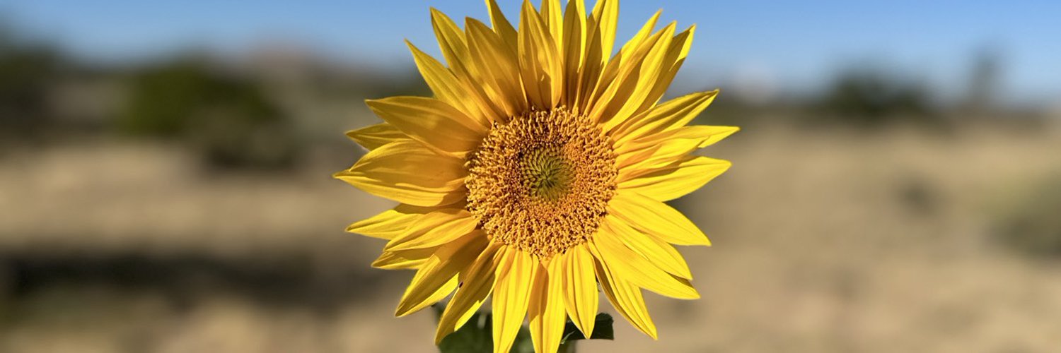 Starry night skoolie art