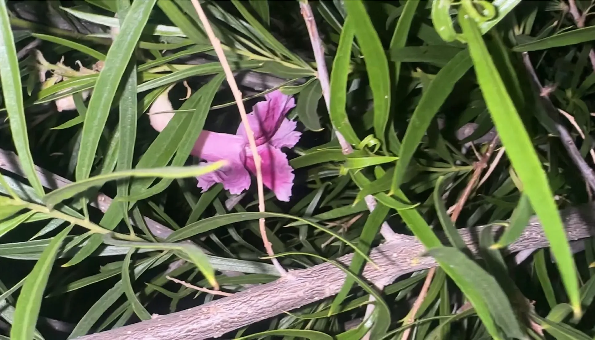 Desert Willow blooming at For Every Star A Tree in Los Angeles County, Antelope Valley