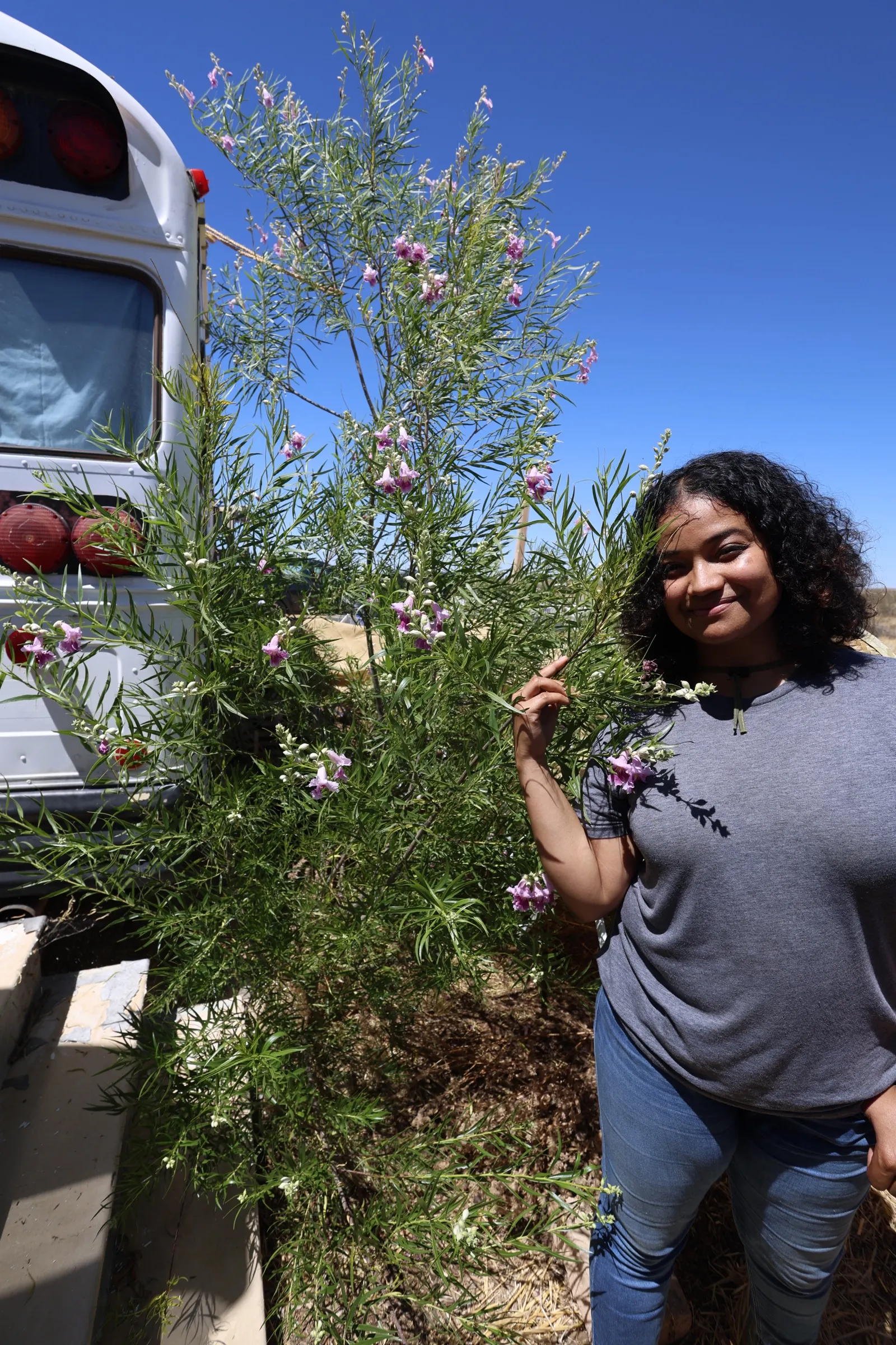 After: thriving Tiny Forest in the Desert