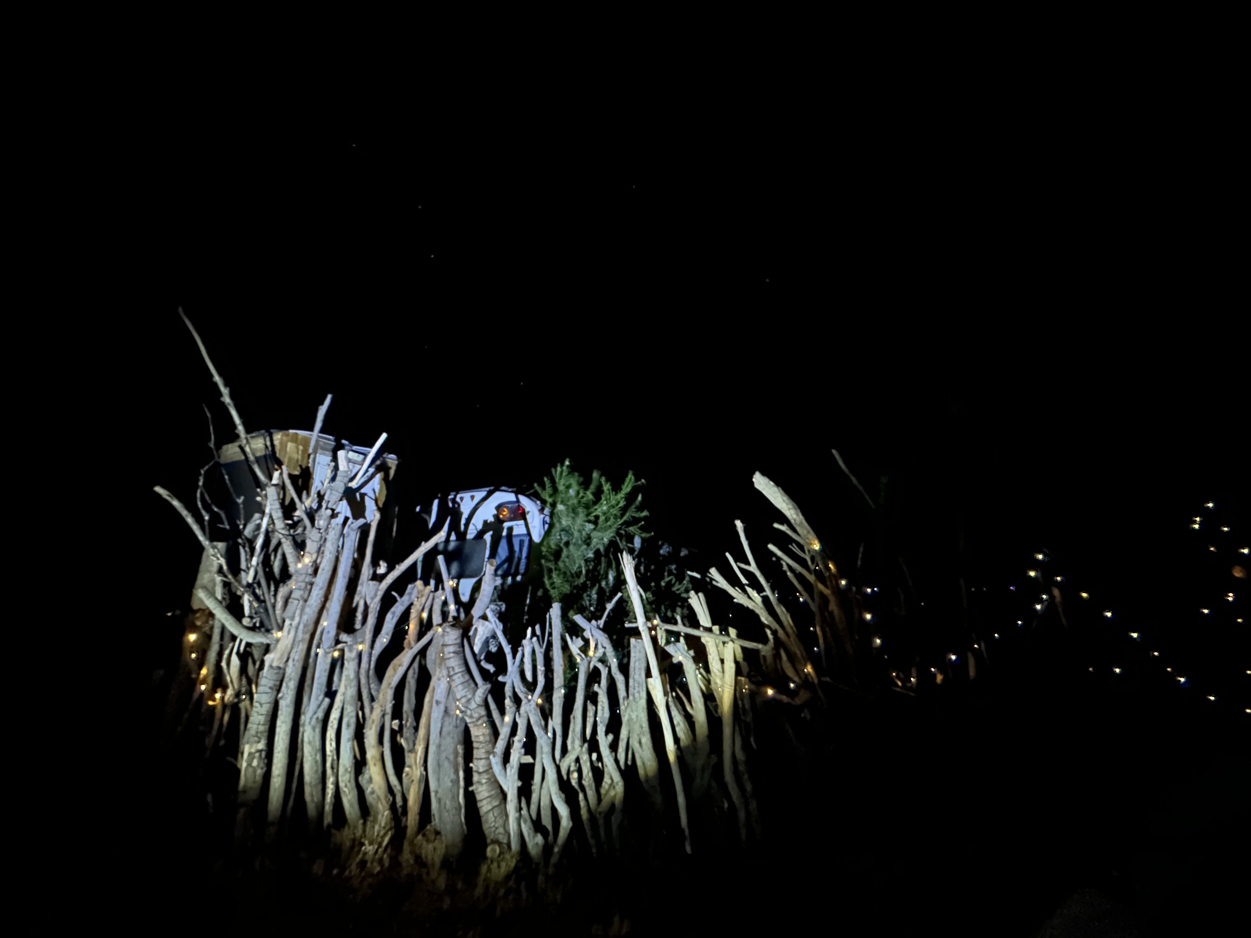 For Every Star A Tree - Summer Night Camp 2026