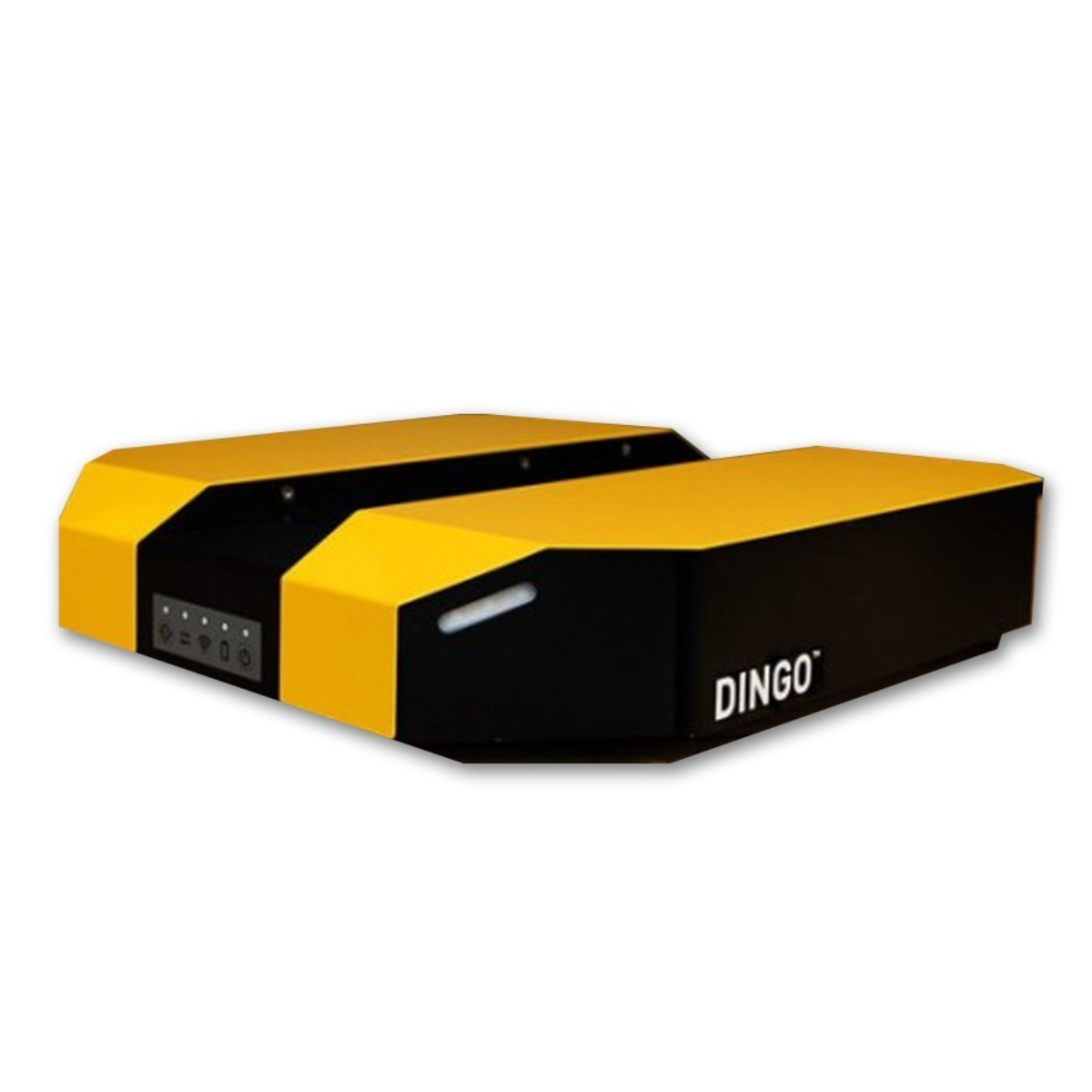 Dingo