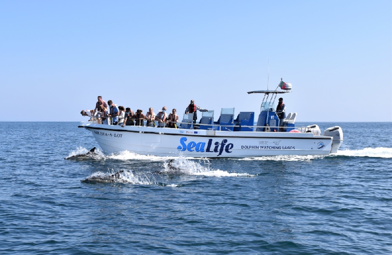 Passeio de Barco Observação dos Golfinhos - 3