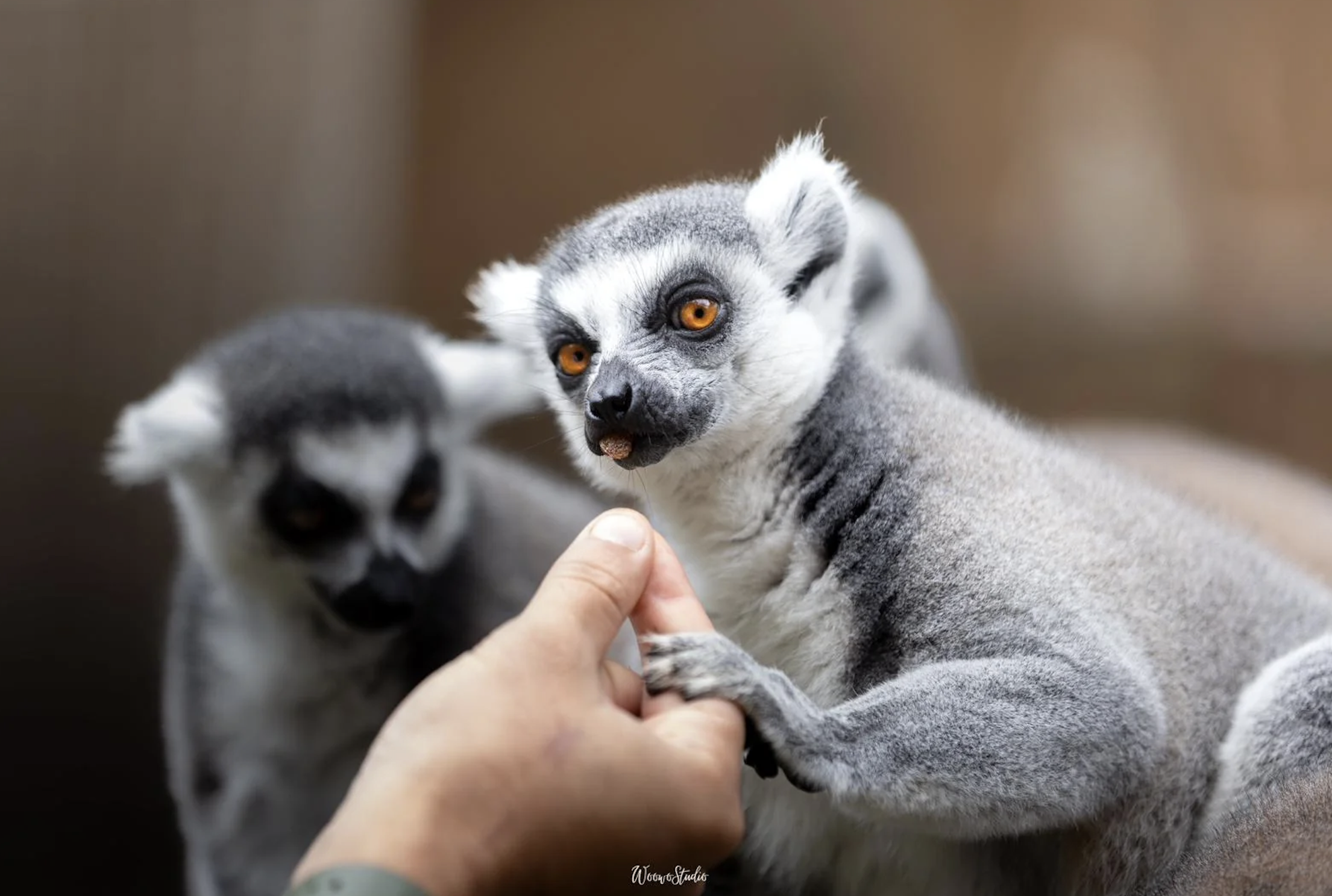 Zoo de Lagos - 4