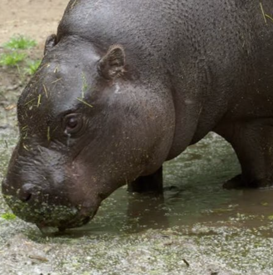 Zoo de Lagos - 10
