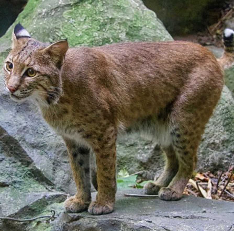 Zoo de Lagos - 11