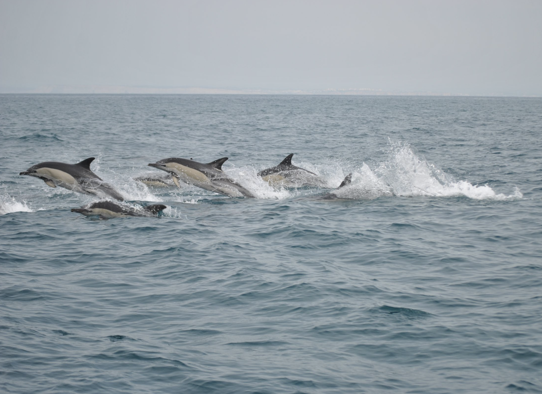 Passeio de Barco Observação dos Golfinhos - 8