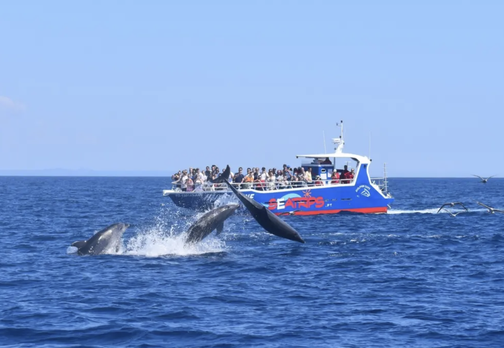 Passeio de Barco na Gruta de Benagil + Observação de Golfinhos - 3