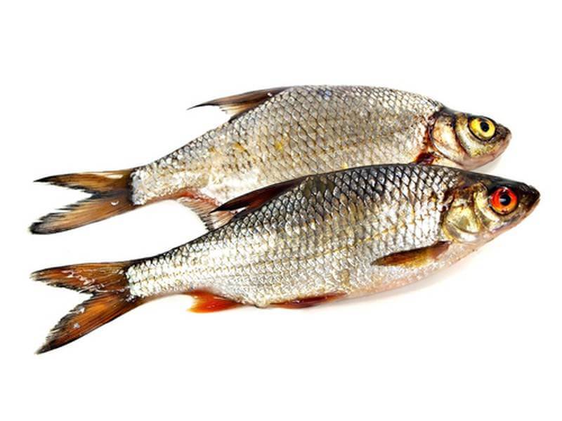 cold water fish