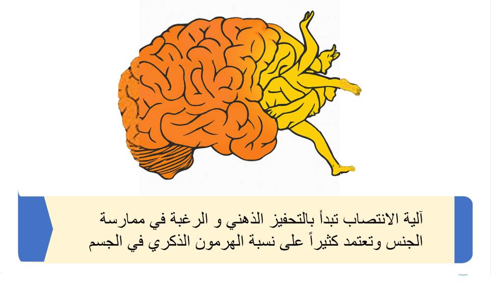 الرغبة الجنسية