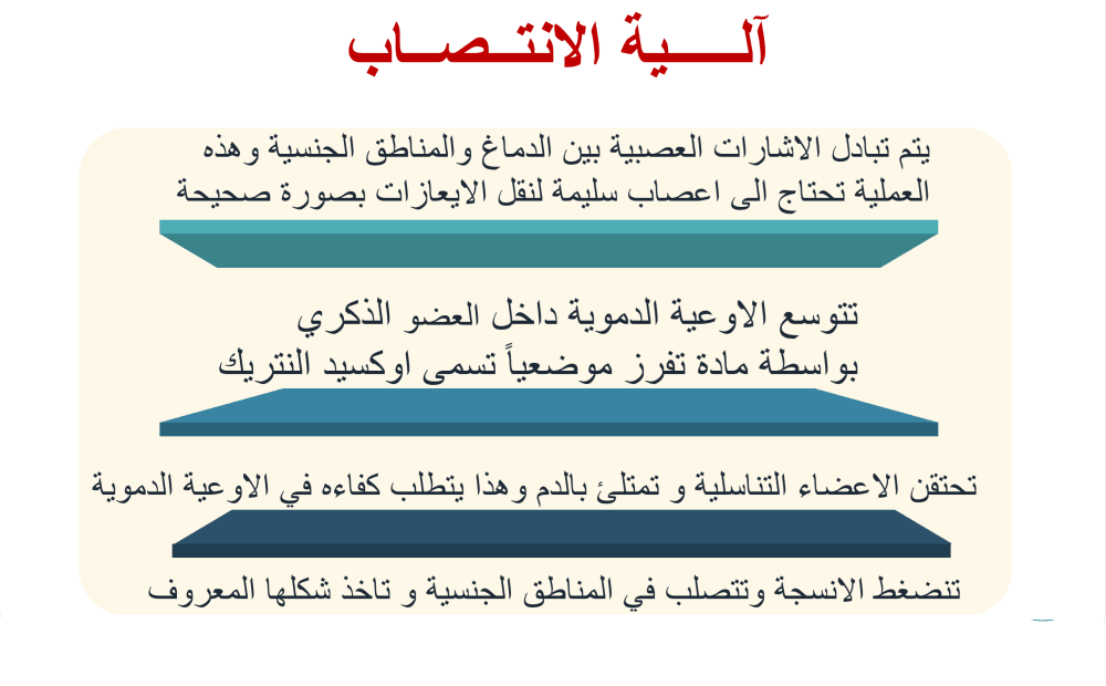 كيفية حصول الانتــصــاب