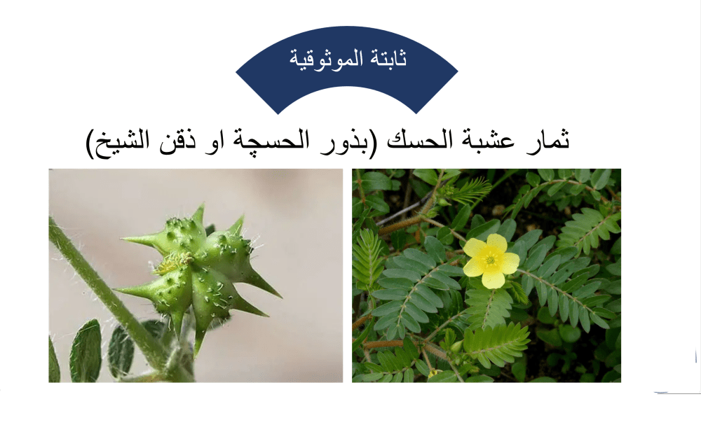 الحسك (الحرمل الأرضي) ويسمى ايضاً الشرشر او القطبة او الضريسة