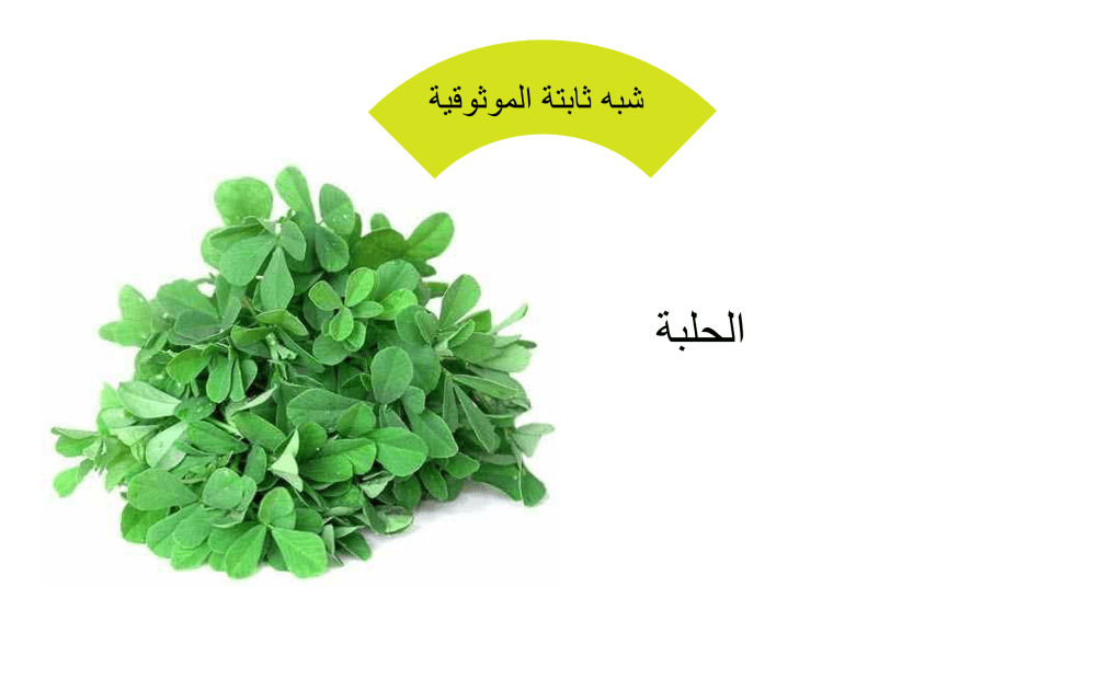 حلبة
