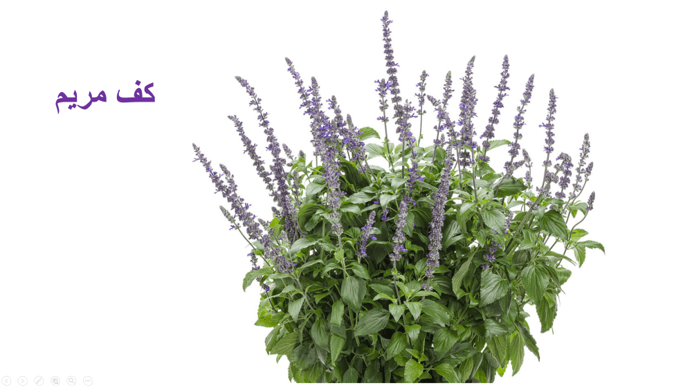 الكوهوش الاوروبي