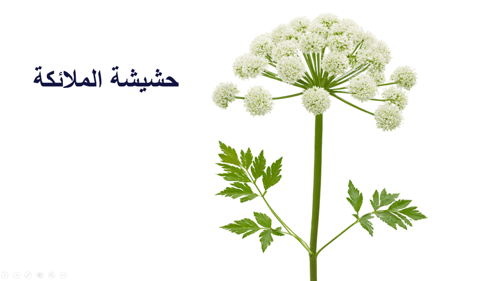 الانجيليكا الصينية