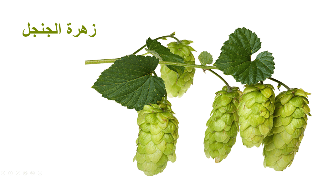 زهرة الجمجل