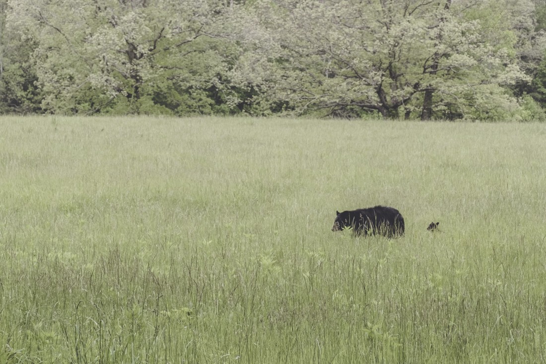 US — Cades Cove / Smokies