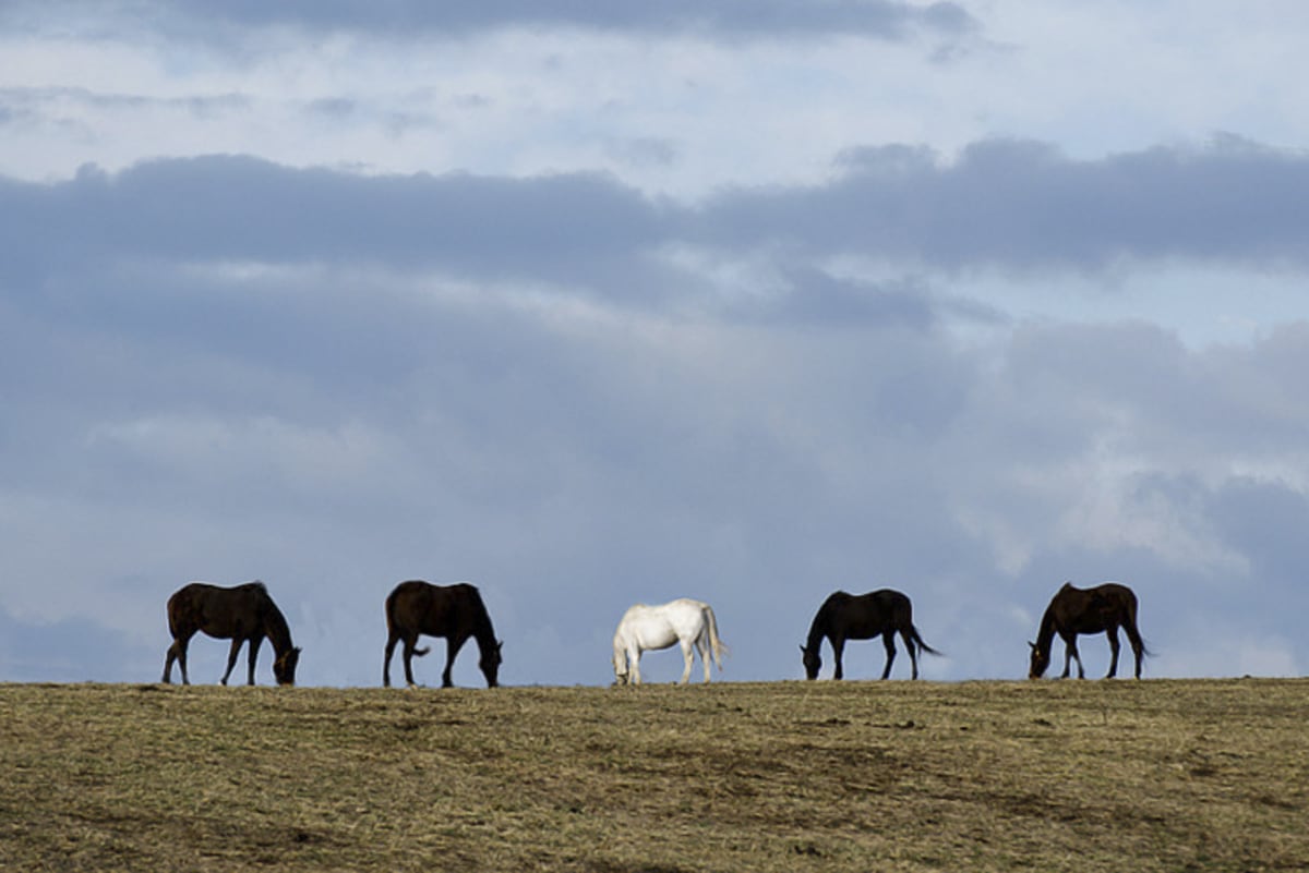 No. 247 · Keeneland