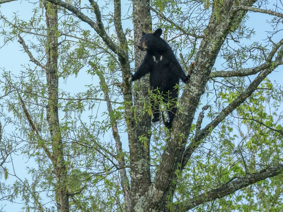 No. 377 · Cades Cove