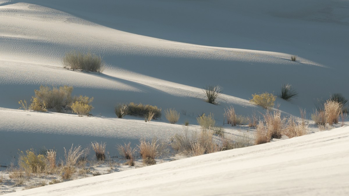 No. 221 · White Sands Dune NP