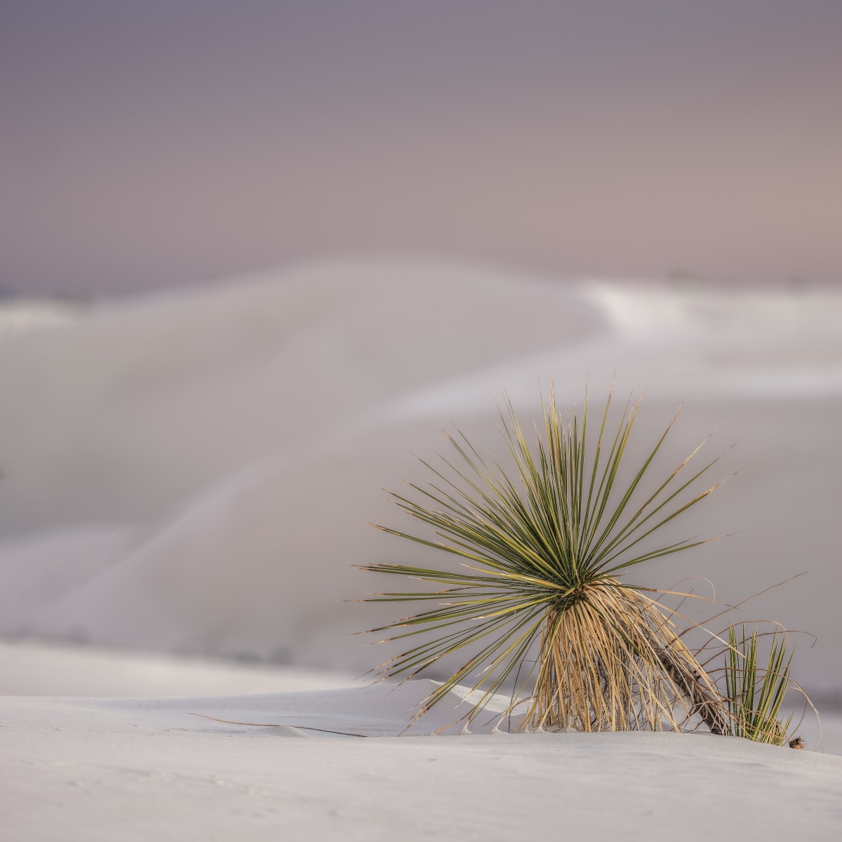 No. 219 · White Sands Dune NP