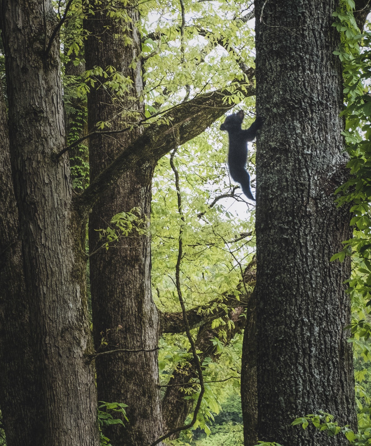 No. 339 · cades cove