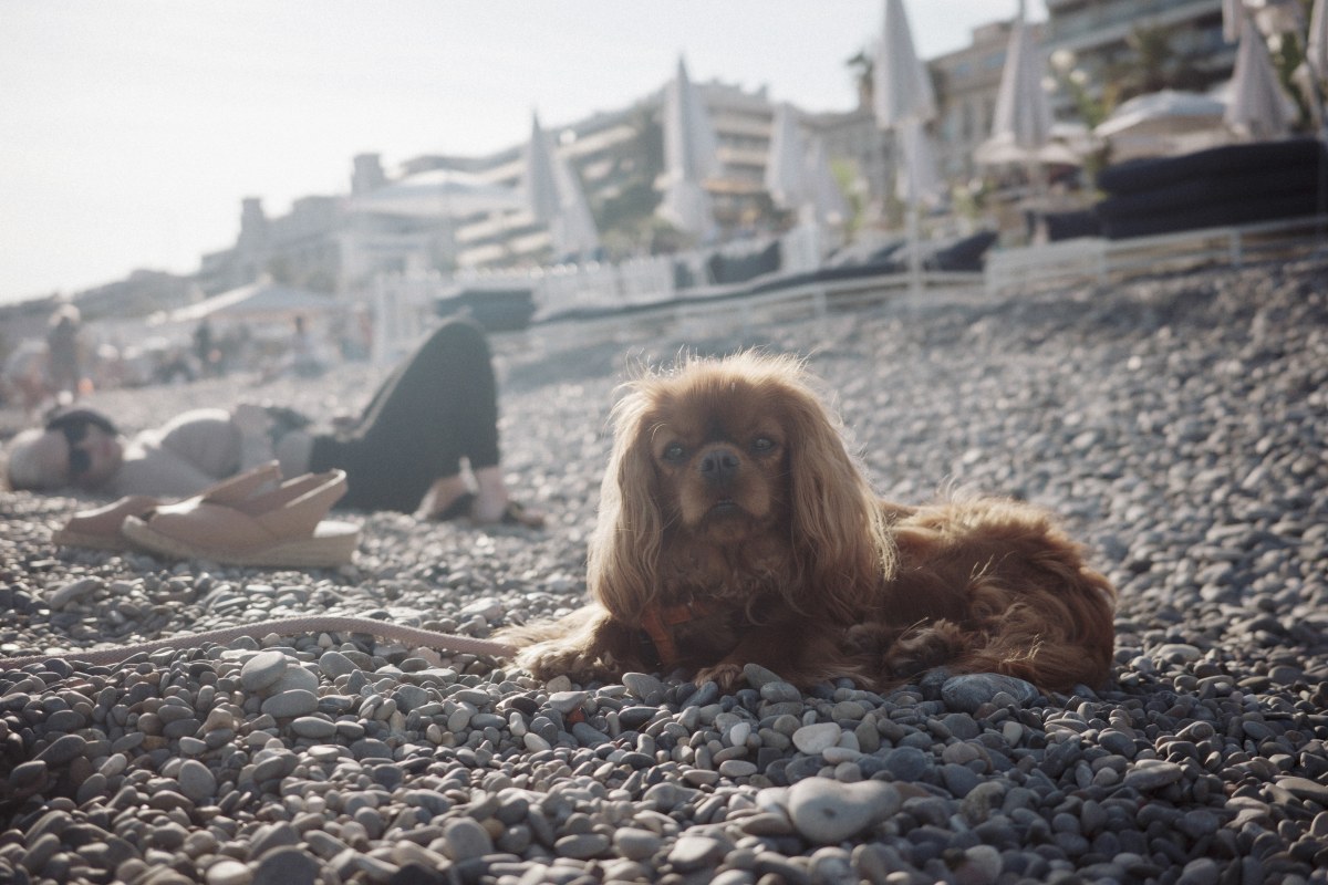 Nice, frame 013