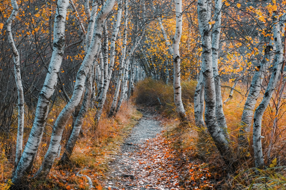 Acadia, frame 007