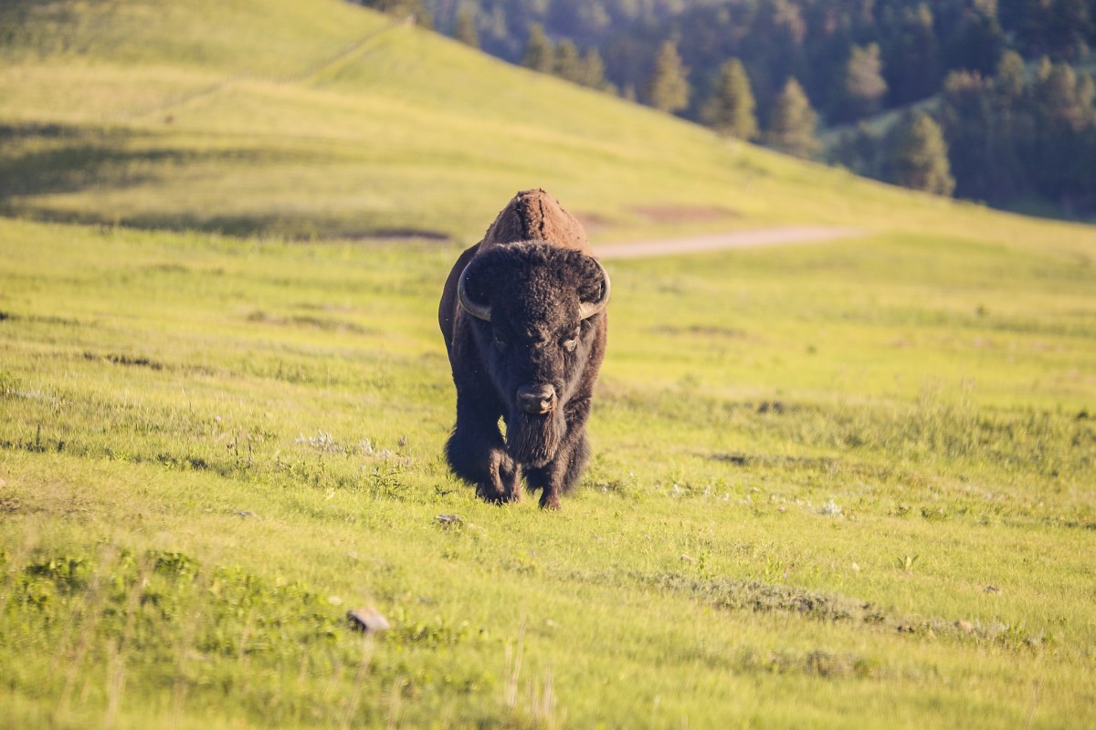 South Dakota, frame 002