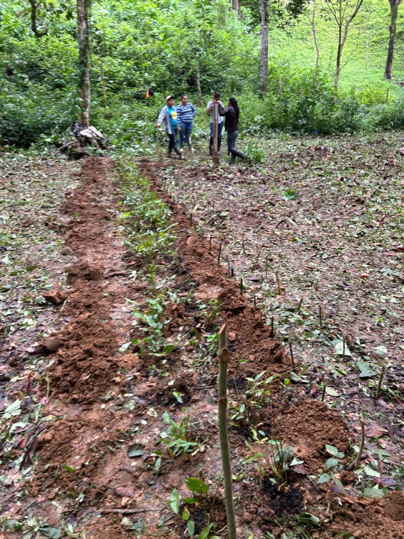 A row of freshly planted seedlings in brown soil leads toward a group of people standing in a lush, green forest.
